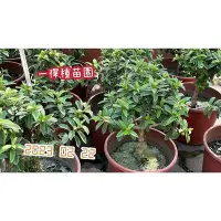 在飛比找Yahoo!奇摩拍賣優惠-一禪種苗園-此品種可泡芭樂茶{香拔(迷你芭樂)}水果苗-5/