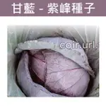 【全館590免運】甘藍種子 CABBAGE 紫色高麗菜 甘藍 高麗菜 紫峰 蔬菜 蔬果 童話園藝