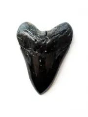 5 INCH MASSIVE AND MEAN MEGALODON FOSSIL SHARK TOOTH