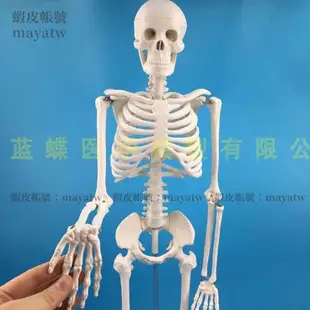 (MD-B_1371)85CM人體骨骼模型 透明胸骨 關節可活動 臨床護理人骨模型