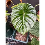 西瓜普洛PHILODENDRON PLOWMANII