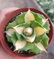 Rare liveSucculent Plant Agave isrhmens's Ohui Raijin Mediopieta Aurea Random