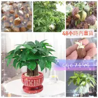 在飛比找蝦皮購物優惠-🧙‍♂️園藝家🌱【財源滾滾】發財樹種子招財樹種子金錢樹種子四