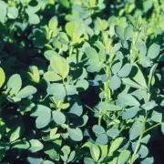 5 lb. Alfalfa Seed Forage Cover Crop Food Plot Seed Wildlife