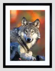 86181 ANIMAL WOLF LUPINE DOG WILD COOL HOWL BLACK Decor Wall Print Poster