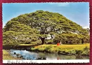 A Monkey Pod Tree Growing in Hawaii: 5 3/4" x 4" Postcard: FREE SHIPPING