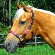 Halter - Highland Plaid Halter with Leather (Horse Size) - Red Plaid