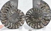 1n100 BLACK Ammonite Cut PAIR Deep Crystals XL Dino age fossil 7.2" 183mm 3045ou