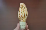 CONUS CONE SEA SHELL NIGHTLIGHT PLUG IN OCEAN THEME