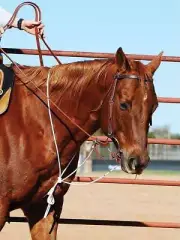 Martin Saddlery String Martingale Null Null