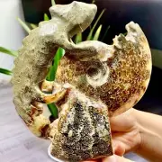 1.79LB Rare! Natural Tentacle Ammonite FossilSpecimen Shell Healing Madagascar