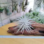 空氣鳳梨 TILLANDSIA TECTORUM 雞毛撢子