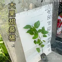 在飛比找蝦皮購物優惠-大果甜桑椹苗（果實大/甜/盆栽可種） 桑椹 大果桑椹 桑椹嫁