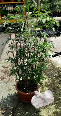 在飛比找樂天市場購物網優惠-5吋盆 [芳香萬壽菊盆栽 味道超香 泡茶防蚊皆可]活體香草植