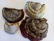 4x Dried Conk Fungus Pine tree Fungus Mushroom for Crafts Decor real wood fungi