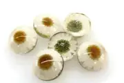 Pressed flower button / Cream floral button / Made in Italy - Sold by piece