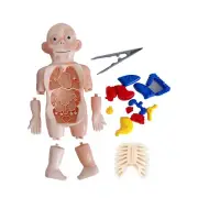 Human Body Anatomy Toy Preschool Educational Organ Hot Toy Assembled DIY Gift