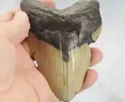 Megalodon Shark Teeth XLG Real FOSSIL 5 - 24 million year old 112mm 4.5" 635cc