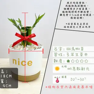 【小品文化】開運竹【現貨】3吋nice免澆水盆栽 室內植物 辦公室盆栽 懶人盆栽 水培植物 水培盆栽 植栽