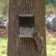 Stokes Squirrel Feeder Lunch Box