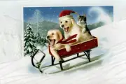 16 Embossed Boxed Christmas Cards Dogs Cat Sled The Need For Speed