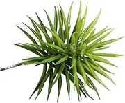 Rayher 55746000 Succulent Senecio 10 x 9.5 cm