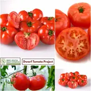 Tomato - Sweet Scarlet Dwarf seeds