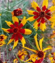 COREOPSIS 'Dwarf Radiata Mix' seeds