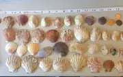 Clams or Bivalve shells - Variety of about 35
