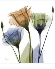Empire Art Direct Gentian Buddies by Albert Koetsier Wall Art