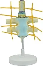CHROX PVC Model Skeleton Model Sympathetic Nervous System, Thoracic Spinal Cord, Human Spine Anatomy, Medical Model Education Team