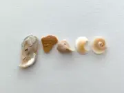 GRACE natural shell fragment letters beach seashells art craft word sign name US