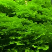 Subwassertang - live aquarium plant