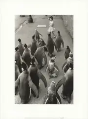 WERNER BISCHOF Penguins Day Out 15.75" x 12" Offset Lithograph Photography Black