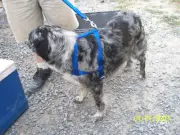 Extra Large Blue Harness and Leash Set Heavy USA