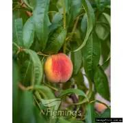 Buy Dwarf Peach Elberta Grafted Fruit Tree - Prunus persica