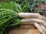 Radish Daikon Miyashige - Heirloom Vegetable by Life-Force Seeds Australia