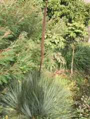 Xanthorrhoea glauca – 20 seeds – Australian Grass Tree