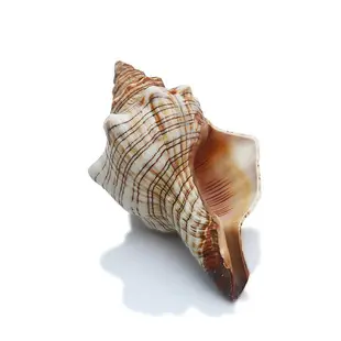 天然貝殼大海螺殼天然魚缸裝飾品水族箱造景寄居蟹有聲音的海螺殼