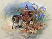Woodcock and Yuong Accent Tile Mural Kitchen Bathroom Wall Backsplash 8x6