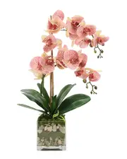 Creative Displays Orchid Floral in Glass Vase with Moss & Rocks