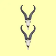 Springbok Skull Replica, 1:12 Scale miniature animal dollhouse (2 skulls)