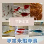 【蝦迷水族】玫瑰蝦 香吉士 藍絲絨 紅琉璃 黃金米蝦 雪球蝦 觀賞蝦 米蝦 水族 飼料 模型