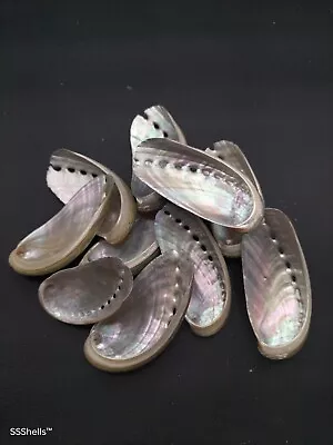 10 x Abalone Haliotis asinina sea shells. Donkeys ear beach home decor 2-2.5"