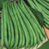 Seed – Dwarf Bean Banjo