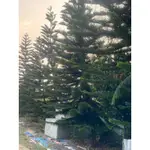 🎉🎉庭院造景 園藝藝術 綠化 風水樹 聖誕樹 樹木 肖楠 金絲 柏樹
