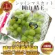 【WANG 蔬果】日本岡山縣晴王麝香葡萄2房禮盒x1盒(550-600g/房)