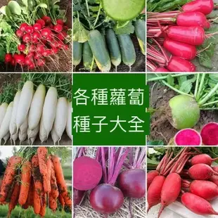 🥕各種蘿蔔種子 迷你蘿蔔滿堂紅心裡美手指櫻桃胡蘿蔔拇指水果蘿蔔種子四季耐熱耐高溫甜脆多汁蔬菜種子