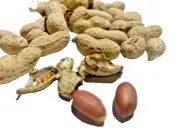 Raw IN-Shell Unsalted OR Salted Whole Peanuts 1 kg فستق الفول السوداني