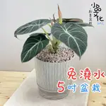 【小品文化】黑絲絨觀音蓮【現貨】5吋仿瓷免澆水盆栽 室內植物 室內盆栽 懶人盆栽 水培植物 水培盆栽 室內盆栽 觀葉植物